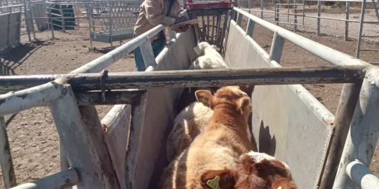 COAHUILA BUSCA ACREDITAR SU REGIÓN CENTRO COMO ZONA DE BAJA PREVALENCIA DE TUBERCULOSIS EN GANADO