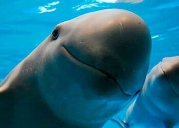CITES aprueba Plan de Acción de México para proteger a la Vaquita Marina