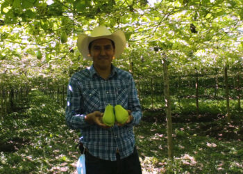 Ofrece cultivo de chayote alternativa sustentable para productores de pequeña escala del país