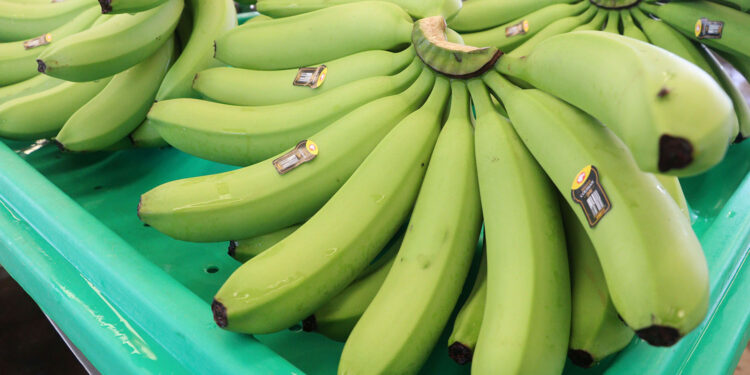 Crecen a dos dígitos exportaciones agropecuarias y pesqueras de México en febrero