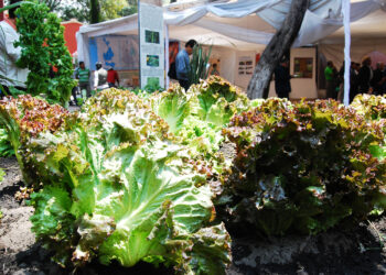 Promueve Agricultura huertos familiares biointensivos en zonas de pobreza alimentaria