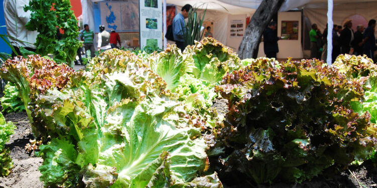 Promueve Agricultura huertos familiares biointensivos en zonas de pobreza alimentaria