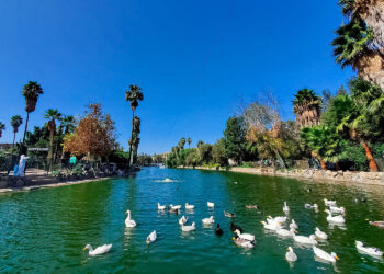 México, sede de reuniones internacionales de alto nivel para combatir influenza aviar en América