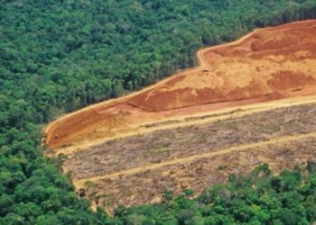 Árboles del Amazonas corren el mayor riesgo de morir por cambio climático