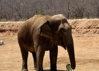 ELEFANTA “BIREKI” SE ADAPTA FAVORABLEMENTE A SU ESPACIO EN OSTOK: ERNESTO ZAZUETA