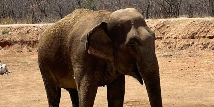 ELEFANTA “BIREKI” SE ADAPTA FAVORABLEMENTE A SU ESPACIO EN OSTOK: ERNESTO ZAZUETA