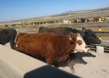 Avanza plan estratégico para erradicar tuberculosis bovina de México