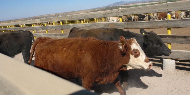 Avanza plan estratégico para erradicar tuberculosis bovina de México
