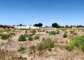 SE PRENDEN FOCOS ROJOS EN EL CAMPO Y DE LA 4T… NI SUS LUCES