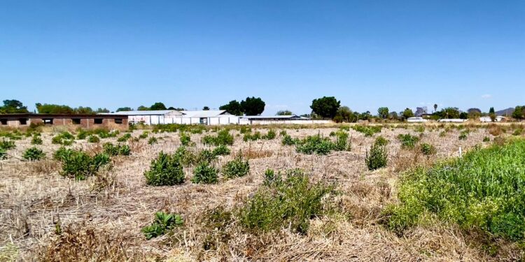 SE PRENDEN FOCOS ROJOS EN EL CAMPO Y DE LA 4T… NI SUS LUCES