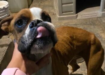 Registra Nuevo León otro caso de maltrato animal; rescatan a dos perritos