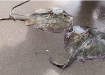 Aparecen muertas rayas mutiladas en playa de Huatabampo, Sonora