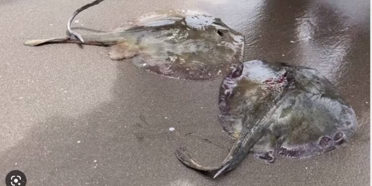 Aparecen muertas rayas mutiladas en playa de Huatabampo, Sonora