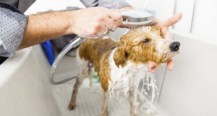 EXHORTA MARS AL CUIDADO DE LAS MASCOTAS EN SEMANA SANTA