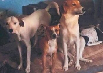 Envenenan a 40 animales con croquetas donadas, en refugio de Nuevo León