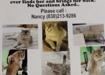 En Eagle Pass, ofrecen 2 mil dólares de recompensa por un gato