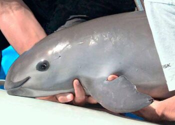 Retiran redes de pesca en santuario de vaquita marina