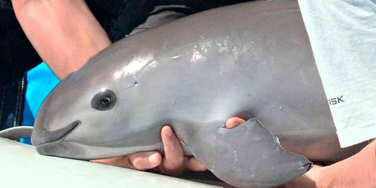 Retiran redes de pesca en santuario de vaquita marina