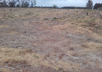 Avecindados abandonan el campo por falta de apoyos