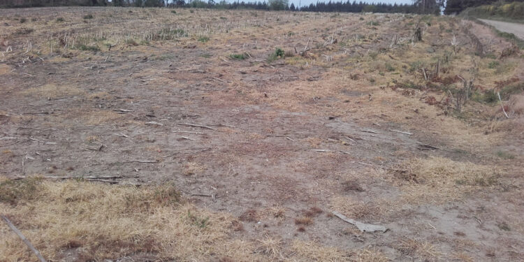 Avecindados abandonan el campo por falta de apoyos