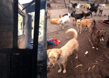 Incendio en Central de Abastos de Iztapalapa deja sin hogar a perritos de la calle