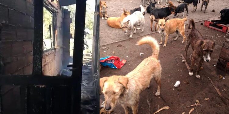 Incendio en Central de Abastos de Iztapalapa deja sin hogar a perritos de la calle