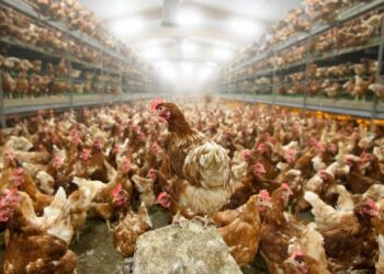 Reportan primera muerte por gripe aviar H3N8 en China