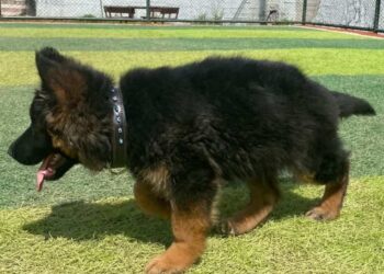 Arkadas, el nuevo lomito rescatista de la Sedena