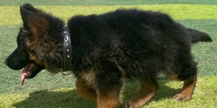 Arkadas, el nuevo lomito rescatista de la Sedena