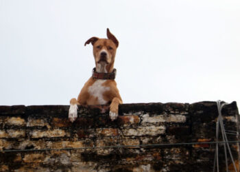 Cárcel y multa contra quienes abandonen perros en azoteas, en la CDMX