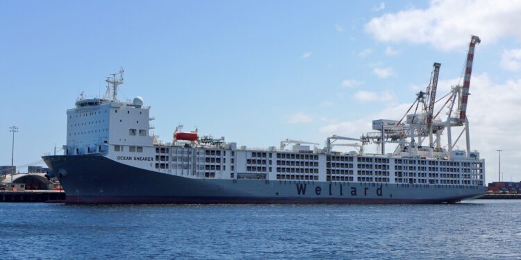 Un «macro establo» flotante: el barco que transporta a más de 75.000 ovejas a través de los océanos
