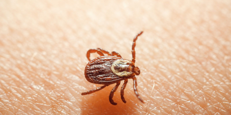 ¿Qué es la rickettsiosis?… estos son los insectos que transmiten esta rara enfermedad