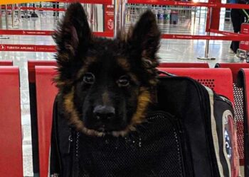 Llega cachorro enviado por Turquía en honor a Proteo, perrito rescatista de Sedena; ¿cuál es su nombre?