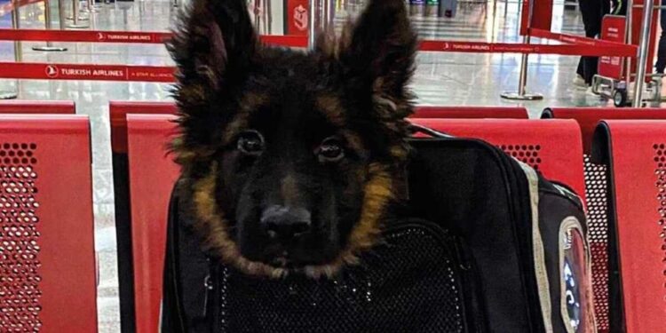 Llega cachorro enviado por Turquía en honor a Proteo, perrito rescatista de Sedena; ¿cuál es su nombre?