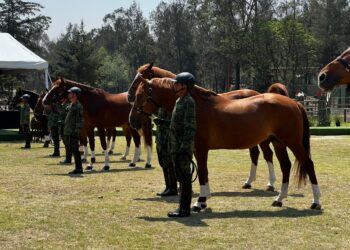 Certificará Agricultura la pureza de la raza equina Santa Gertrudis