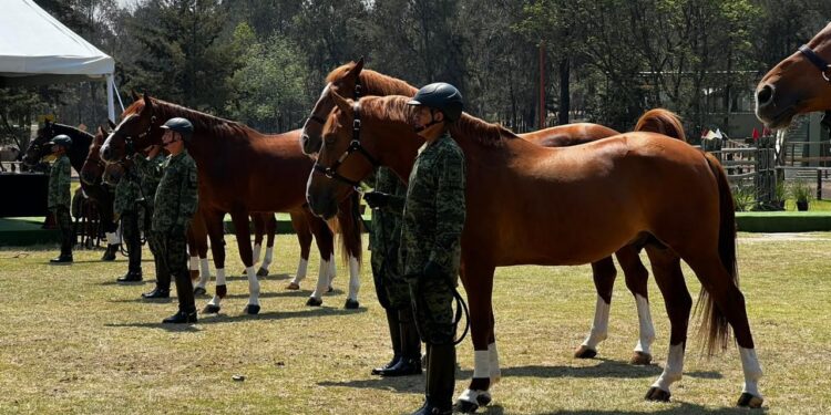 Certificará Agricultura la pureza de la raza equina Santa Gertrudis