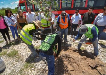 REFORESTA ECOLOGÍA BULEVARES CON ENCINOS