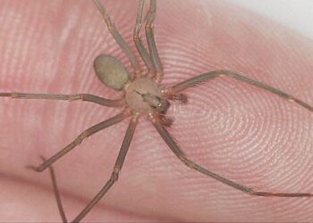 Araña violinista… ¿Cuándo inicia la temporada en México de esta peligrosa especie y cómo identificarla?