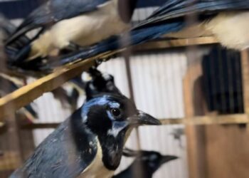 AZCARM PIDE A SENADO DESTRABAR INICIATIVA PARA COMBATIR TRÁFICO DE VIDA SILVESTRE