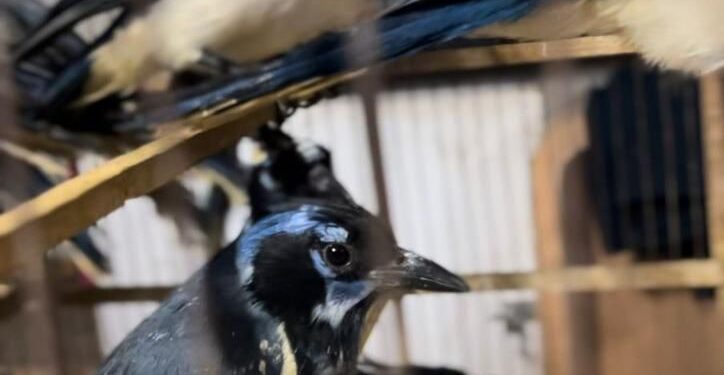 AZCARM PIDE A SENADO DESTRABAR INICIATIVA PARA COMBATIR TRÁFICO DE VIDA SILVESTRE