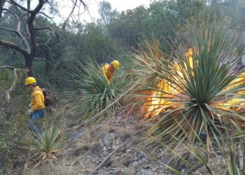 Reportan 60 por ciento de avance en combate a incendio forestal