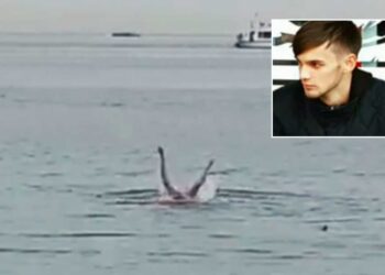 Tiburón tigre se comió a un joven en una playa de Egipto