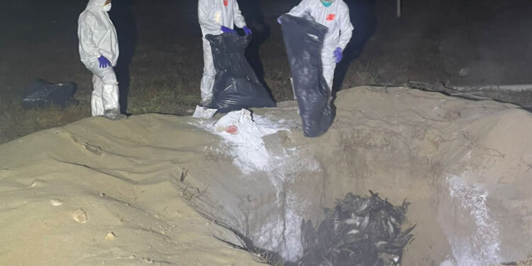 Concluye Agricultura operativo de emergencia por mortalidad atípica de aves marinas