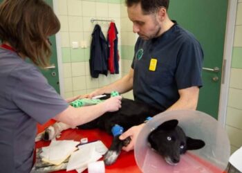 Un refugio de animales en Ucrania rescata a cientos de los traumas de la guerra
