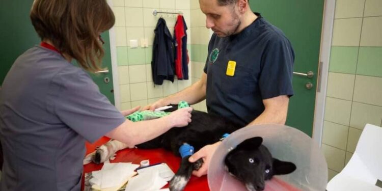 Un refugio de animales en Ucrania rescata a cientos de los traumas de la guerra