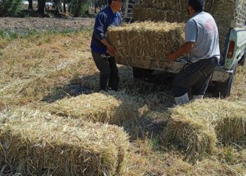 PRODUCTORES MEXICANOS DE MAÍZ, TRIGO Y SORGO, EXIGEN IGUAL TRATO QUE OTORGAN GOBIERNOS DE EU Y CANADÁ