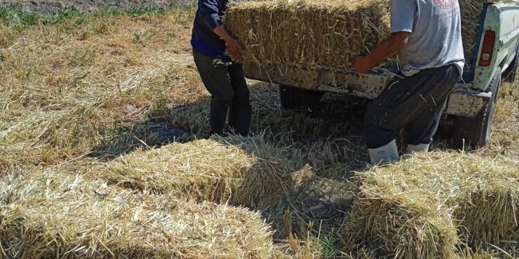 PRODUCTORES MEXICANOS DE MAÍZ, TRIGO Y SORGO, EXIGEN IGUAL TRATO QUE OTORGAN GOBIERNOS DE EU Y CANADÁ
