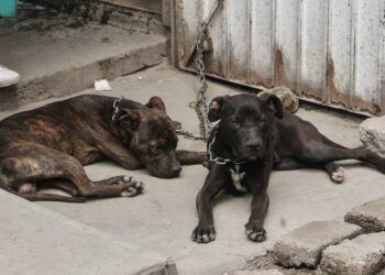 AMLO va por trato respetuoso a los animales