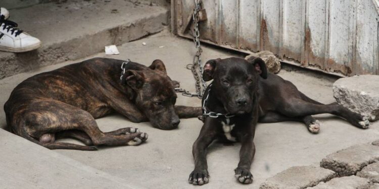 AMLO va por trato respetuoso a los animales