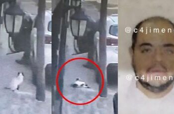 Detienen a Antonio ‘N’, sujeto que asesinó a un felino en Tlalnepantla (video)